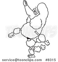 Cartoon Black and White Line Drawing of a Snobbish Poodle Walking Upright by Toonaday