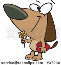 Cartoon Courting Valentines Day Dog with a Flower and Candy Box by Toonaday